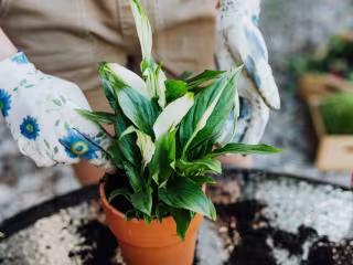 My Journey with Plants 🪴