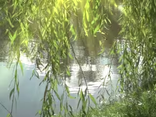 Everything you Need to Know About Weeping Willow Trees