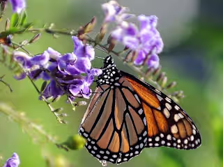 Adult monarch butterflies show high tolerance to insecticides
