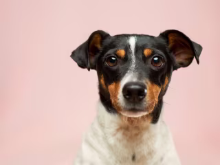 Texas Dog Bite Lawyer