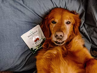 Pet Releaf Content Creation