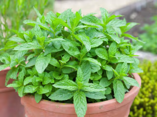 A Comprehensive Guide for Homegrown Mint