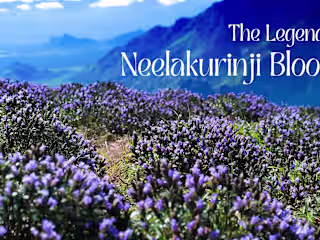 Wonder of Nature | Neelakurinji Blooms at Kallippara  | Kerala …