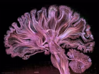 Scientific Writing (Neuroscience)