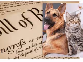 Animal Personhood: The Legal Case