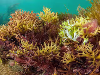Sea moss | History, presence in popular culture & benefits