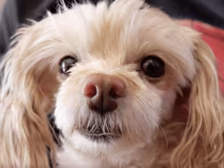 Dog Montage for Local Coffee Shop
