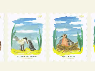 Endangered Birds of Virginia