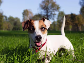How to Find a Good Dog Daycare in Atlanta