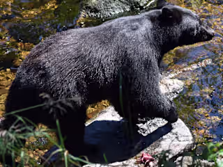 A Week Long Wildlife Road Trip Through Alaska | Places.Travel