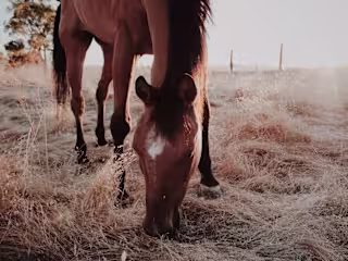Ranch Work Presentation 