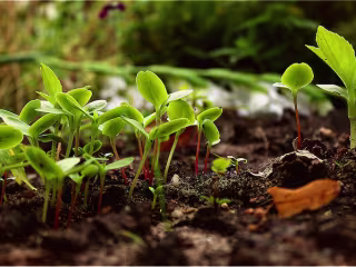 How Plants Absorb Nutrients - Global Garden