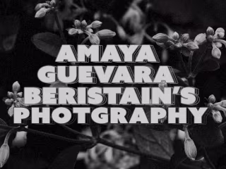 Photography | Amaya's Photographs