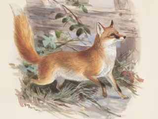 Freddy Fox and the Spider Web