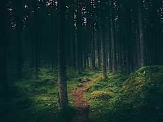 From a lost day in the woods