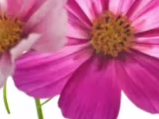iBuyFlowers.com Wholesale Florist on Instagram: “Spring means m…