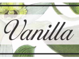 Squarespace Redesign Project: The Vanilla Pod Website