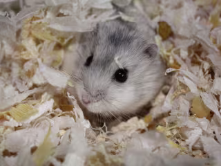 Spec Work: The Dos and Don'ts of Owning a Hamster