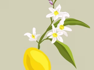 "Le Citron" Illustration and Pattern