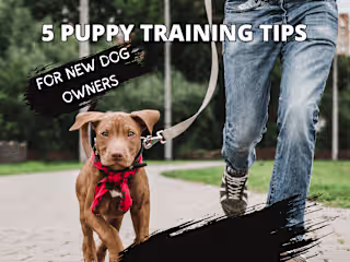 5 Puppy-Training Tips for New Dog Owners