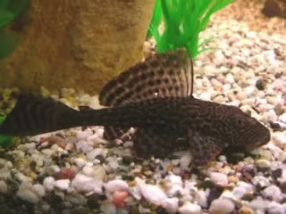 What is Sucker Fish
