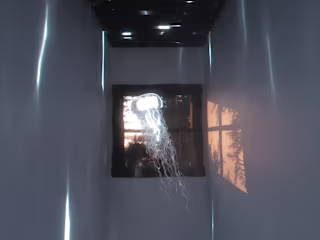 Jellyfish