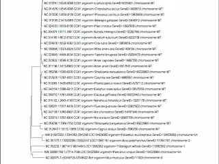 Molecular analysis through Phylogenetic tree construction
using 