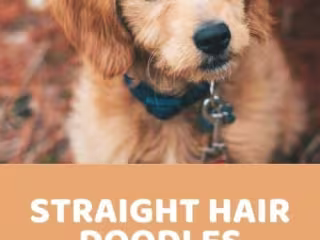Goldendoodle Straight Hair: Facts, Info, and Pros and Cons - Do…