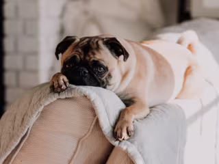 Overcoming Dog Separation Anxiety