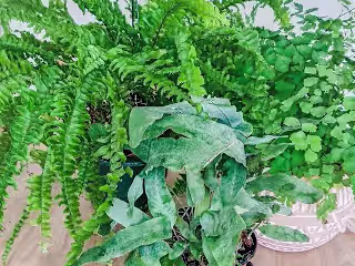 Gardening Blogs