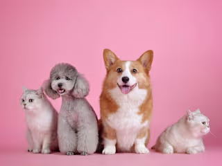 Pet's blogging 