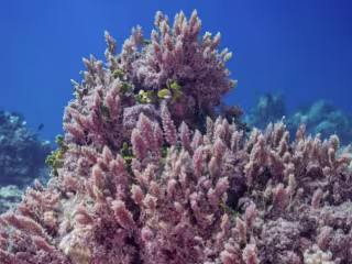 Mālama Maunalua on Instagram: “Can you spot the limu and coral…