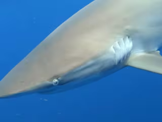 Global Shark Attack Analysis Using Excel