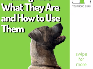 Your Dog's Guru Infographics