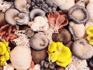Mushrooms: Nature's Anti-Cancer Remedy for Mico