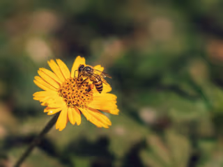 Long-form Blog Post: A Beginner’s Guide to Beekeeping