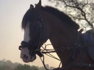 HORSE