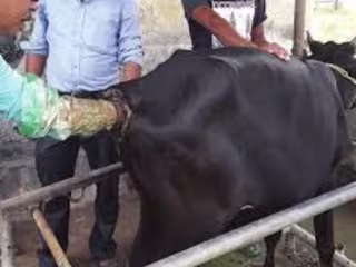 Repeat breeding is a problem in dairy and beef cattle, as well …