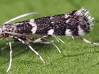Citrus Peelminer, A Pest of Orange Groves