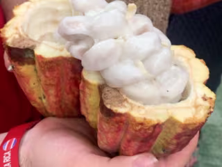 Agrotourism Could Decolonize Cacao in Costa Rica