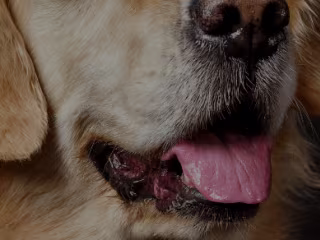 Pet Monitoring Device Mobile App User Experience Design