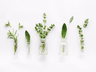 Mellow Monday: Exploring The World Of Herbal Infusions