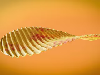 Photorealistic Lays Chips Render
