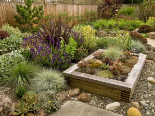 Choosing the Best Drought-Resistant Perennials for Las Vegas Ya…