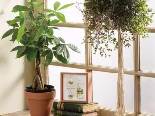 The Secret Life of Houseplants: More Than Just Decoration
