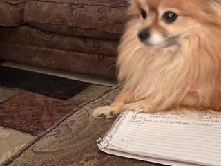 My Dog Is So Disrespectful… But It’s All Good