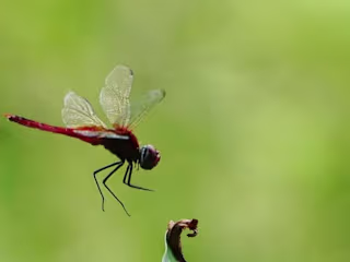Nirish Ravindran on Instagram: ”#fly#flywithme#dragonfly#dragon…