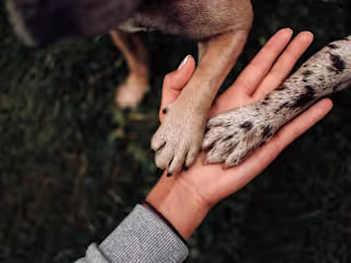 Dog Foot Wound Protection