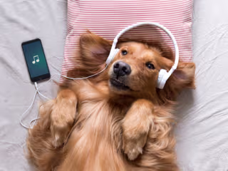 Do Dogs Like Music?
