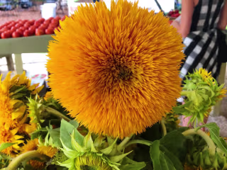 Farm Market Inspired Feasts | MOMENTS COOKBOOK